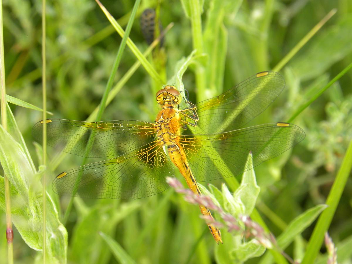 Libellula da determinare... - Sympetrum flaveolum